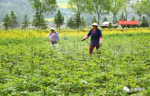 临夏州和政县 中草药收购成精准脱贫新引擎