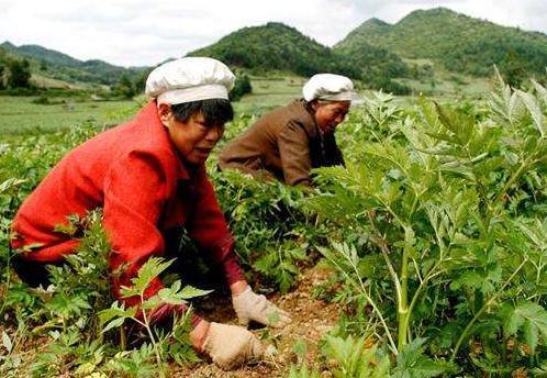南方农村种这种药材，一斤15元，一亩能赚多少？