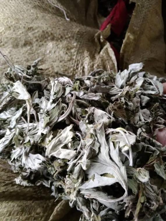 赵保中药收购站全网求购 优质射干种子与独根黄柴胡