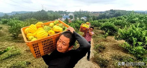 南充佛手喜迎丰收，诚邀全国中药材收购商莅临采购