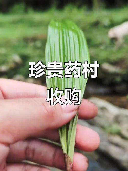 大山里的“绿色黄金” 千元一斤的珍稀药材与上门收购热潮背后的冷思考